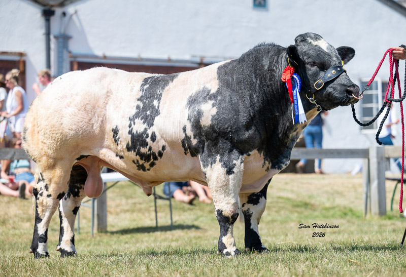 247 - Teesview Vesper - Reserve Male champion